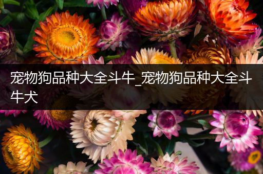 宠物狗品种大全斗牛_宠物狗品种大全斗牛犬