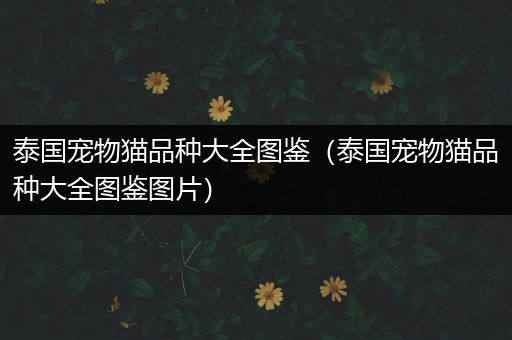 泰国宠物猫品种大全图鉴（泰国宠物猫品种大全图鉴图片）