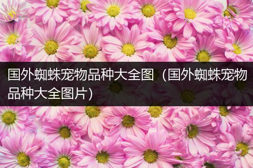 国外蜘蛛宠物品种大全图（国外蜘蛛宠物品种大全图片）