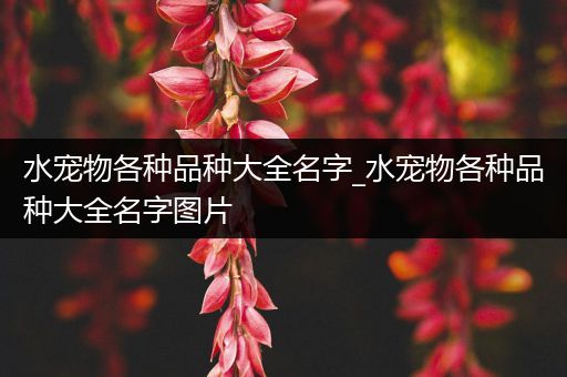 水宠物各种品种大全名字_水宠物各种品种大全名字图片