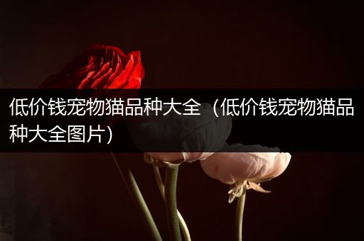 低价钱宠物猫品种大全（低价钱宠物猫品种大全图片）