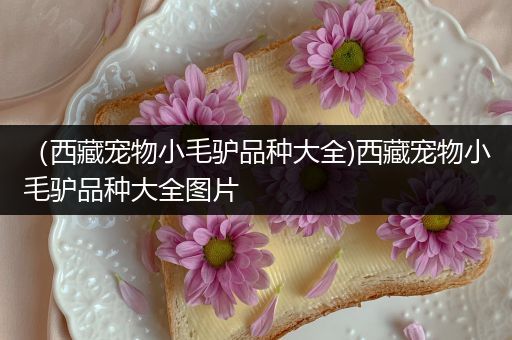 （西藏宠物小毛驴品种大全)西藏宠物小毛驴品种大全图片