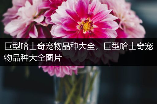 巨型哈士奇宠物品种大全，巨型哈士奇宠物品种大全图片