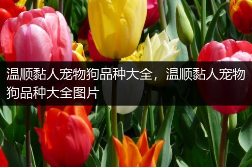 温顺黏人宠物狗品种大全，温顺黏人宠物狗品种大全图片