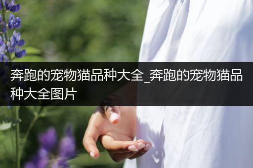 奔跑的宠物猫品种大全_奔跑的宠物猫品种大全图片