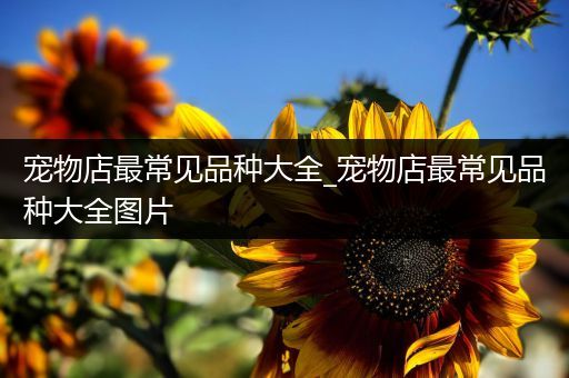 宠物店最常见品种大全_宠物店最常见品种大全图片