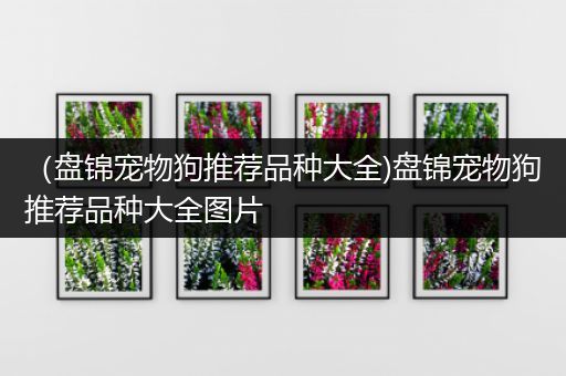 （盘锦宠物狗推荐品种大全)盘锦宠物狗推荐品种大全图片