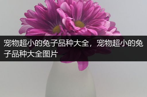 宠物超小的兔子品种大全，宠物超小的兔子品种大全图片