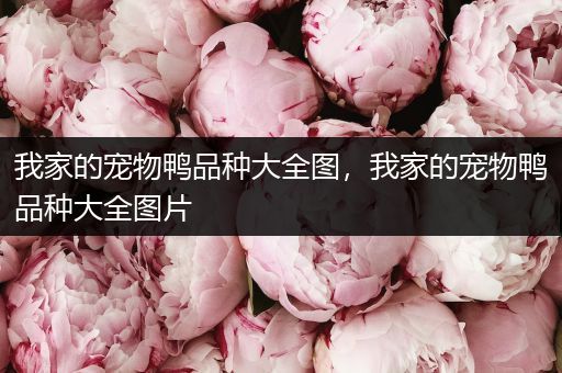 我家的宠物鸭品种大全图，我家的宠物鸭品种大全图片