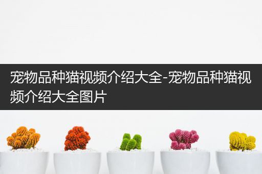 宠物品种猫视频介绍大全-宠物品种猫视频介绍大全图片