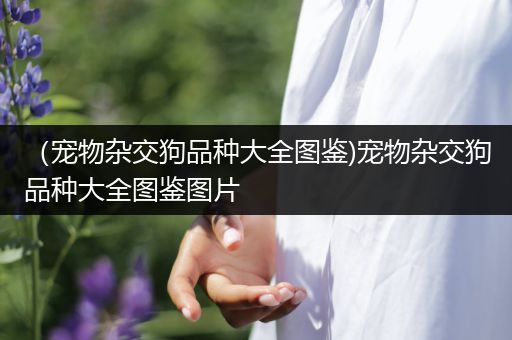 （宠物杂交狗品种大全图鉴)宠物杂交狗品种大全图鉴图片