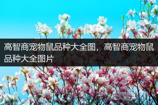高智商宠物鼠品种大全图，高智商宠物鼠品种大全图片