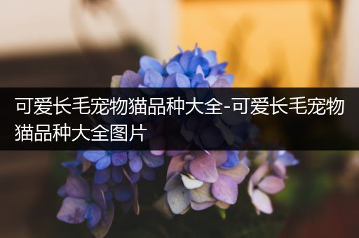 可爱长毛宠物猫品种大全-可爱长毛宠物猫品种大全图片