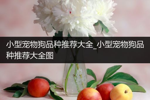 小型宠物狗品种推荐大全_小型宠物狗品种推荐大全图