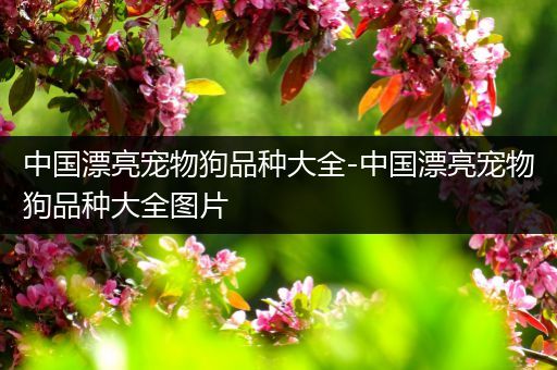 中国漂亮宠物狗品种大全-中国漂亮宠物狗品种大全图片