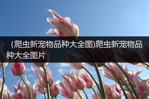 （爬虫新宠物品种大全图)爬虫新宠物品种大全图片