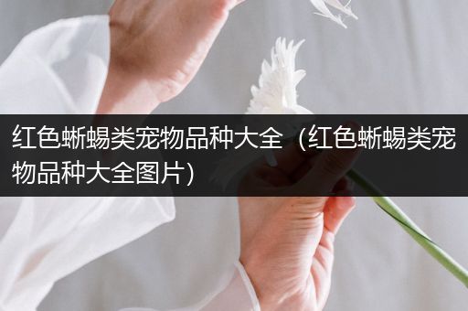 红色蜥蜴类宠物品种大全（红色蜥蜴类宠物品种大全图片）