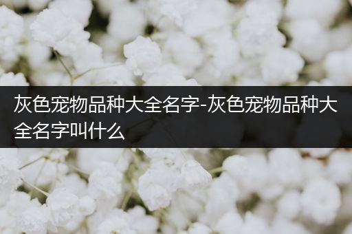 灰色宠物品种大全名字-灰色宠物品种大全名字叫什么