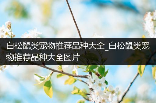 白松鼠类宠物推荐品种大全_白松鼠类宠物推荐品种大全图片