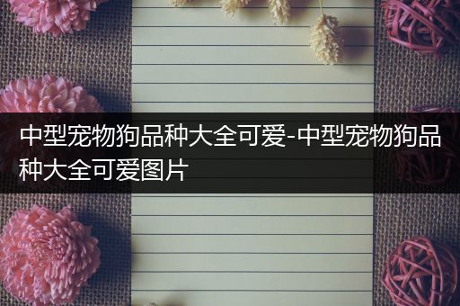 中型宠物狗品种大全可爱-中型宠物狗品种大全可爱图片