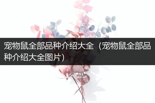 宠物鼠全部品种介绍大全（宠物鼠全部品种介绍大全图片）