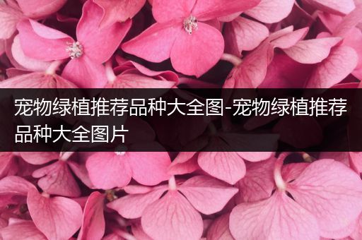 宠物绿植推荐品种大全图-宠物绿植推荐品种大全图片