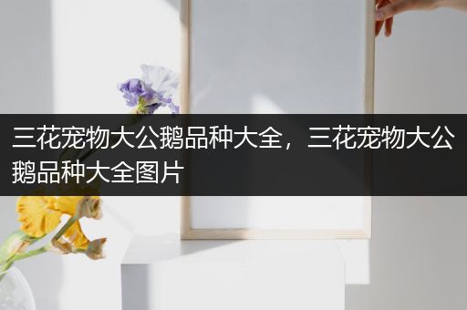 三花宠物大公鹅品种大全，三花宠物大公鹅品种大全图片