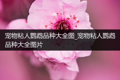 宠物粘人鹦鹉品种大全图_宠物粘人鹦鹉品种大全图片