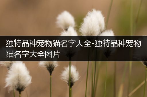 独特品种宠物猫名字大全-独特品种宠物猫名字大全图片