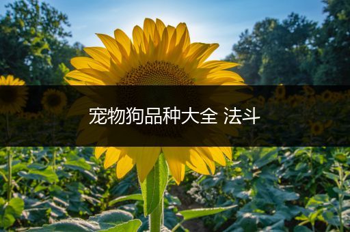 宠物狗品种大全 法斗
