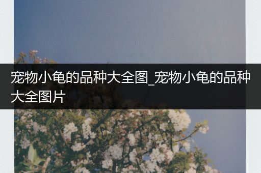 宠物小龟的品种大全图_宠物小龟的品种大全图片