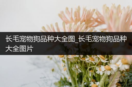 长毛宠物狗品种大全图_长毛宠物狗品种大全图片