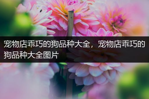 宠物店乖巧的狗品种大全，宠物店乖巧的狗品种大全图片