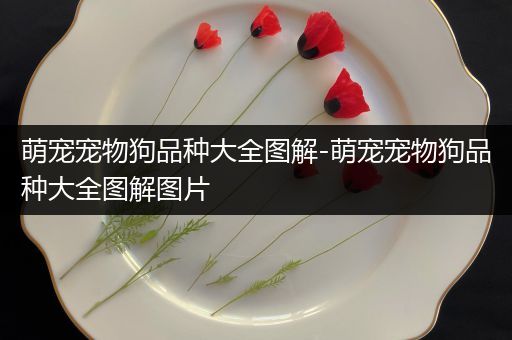 萌宠宠物狗品种大全图解-萌宠宠物狗品种大全图解图片