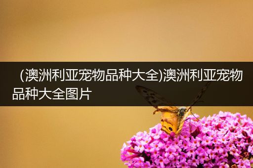 （澳洲利亚宠物品种大全)澳洲利亚宠物品种大全图片