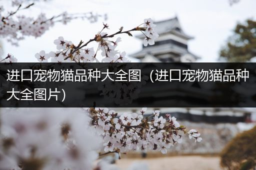 进口宠物猫品种大全图（进口宠物猫品种大全图片）