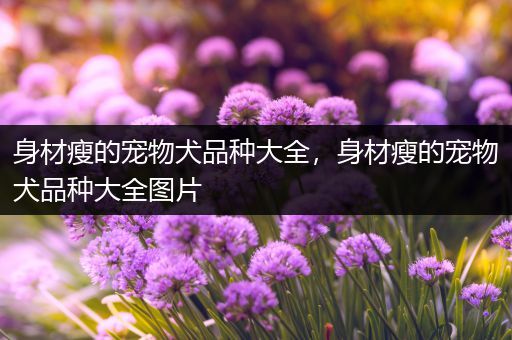 身材瘦的宠物犬品种大全，身材瘦的宠物犬品种大全图片