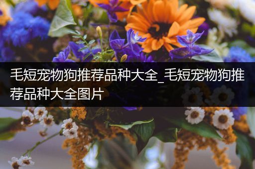 毛短宠物狗推荐品种大全_毛短宠物狗推荐品种大全图片