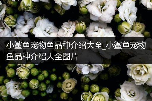 小鲨鱼宠物鱼品种介绍大全_小鲨鱼宠物鱼品种介绍大全图片