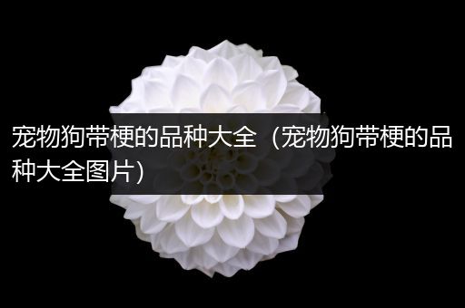 宠物狗带梗的品种大全（宠物狗带梗的品种大全图片）