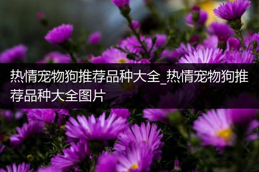热情宠物狗推荐品种大全_热情宠物狗推荐品种大全图片