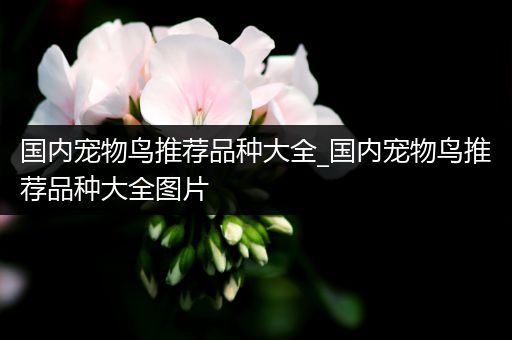 国内宠物鸟推荐品种大全_国内宠物鸟推荐品种大全图片