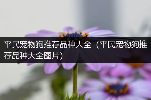 平民宠物狗推荐品种大全（平民宠物狗推荐品种大全图片）