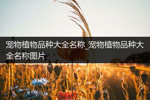 宠物植物品种大全名称_宠物植物品种大全名称图片