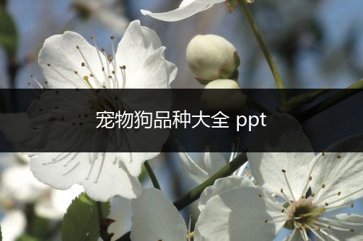 宠物狗品种大全 ppt