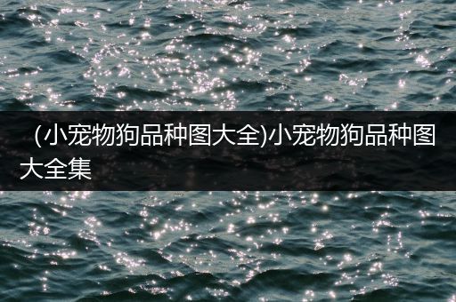 （小宠物狗品种图大全)小宠物狗品种图大全集