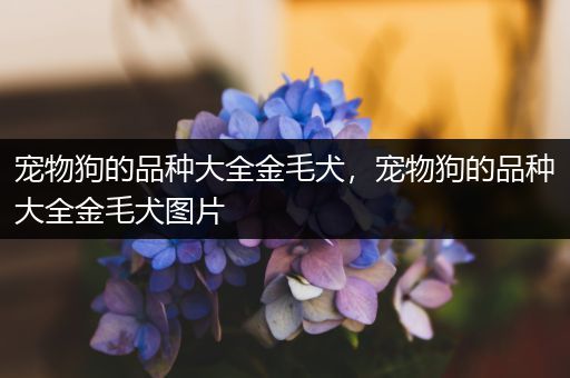 宠物狗的品种大全金毛犬，宠物狗的品种大全金毛犬图片