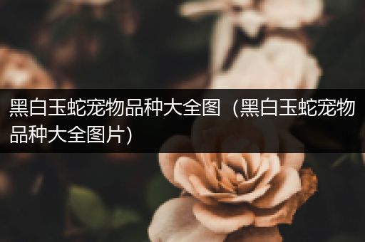 黑白玉蛇宠物品种大全图（黑白玉蛇宠物品种大全图片）