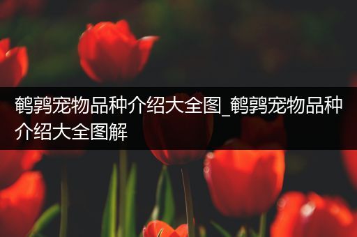 鹌鹑宠物品种介绍大全图_鹌鹑宠物品种介绍大全图解