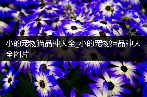 小的宠物猫品种大全_小的宠物猫品种大全图片